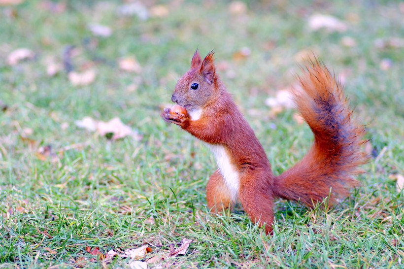 点击大图看下一张：一组红褐色可爱的小松鼠图片