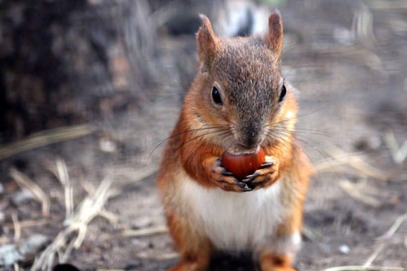点击大图看下一张：一组红褐色可爱的小松鼠图片
