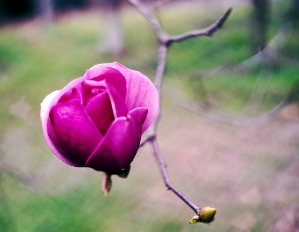 点击大图看下一张：一组紫玉兰树开花图片欣赏