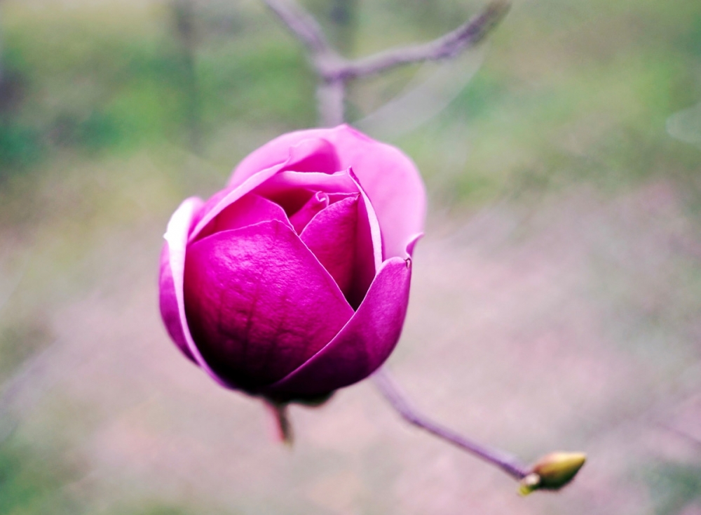 点击大图看下一张：一组紫玉兰树开花图片欣赏