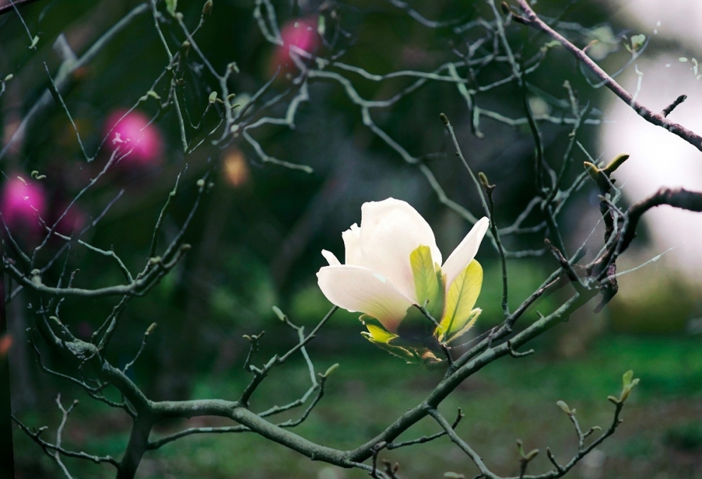 点击大图看下一张：有着淡淡清香的白玉兰花开图片