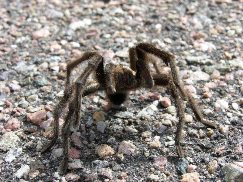 点击大图看下一张：恐怖的大蜘蛛高清图片欣赏