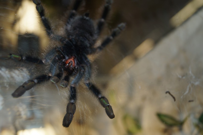 点击大图看下一张：恐怖的大蜘蛛高清图片欣赏