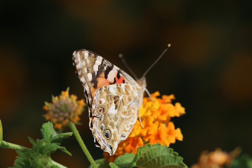 点击大图看下一张：花朵上的蝴蝶特写图片欣赏