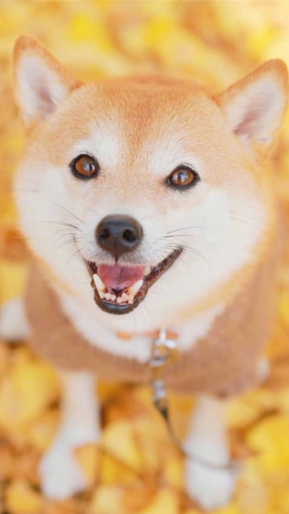 点击大图看下一张：萌宠秋田犬可爱动物手机壁纸