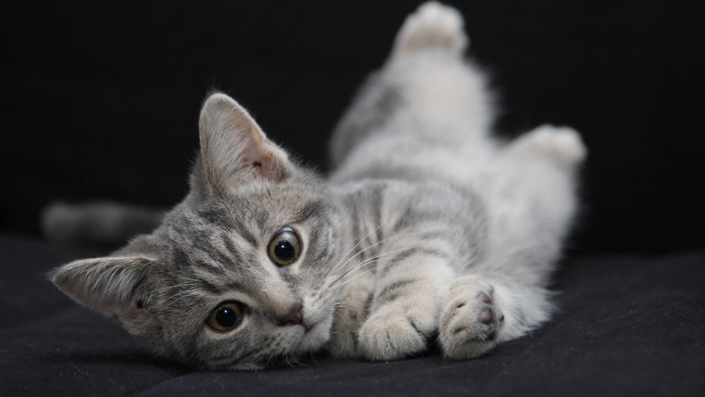 点击大图看下一张：乖巧可爱的小猫咪图片