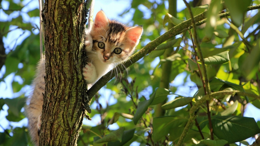 点击大图看下一张：猫科动物猫咪图片