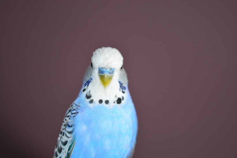 点击大图看下一张：一组蓝灰色的鹦鹉图片