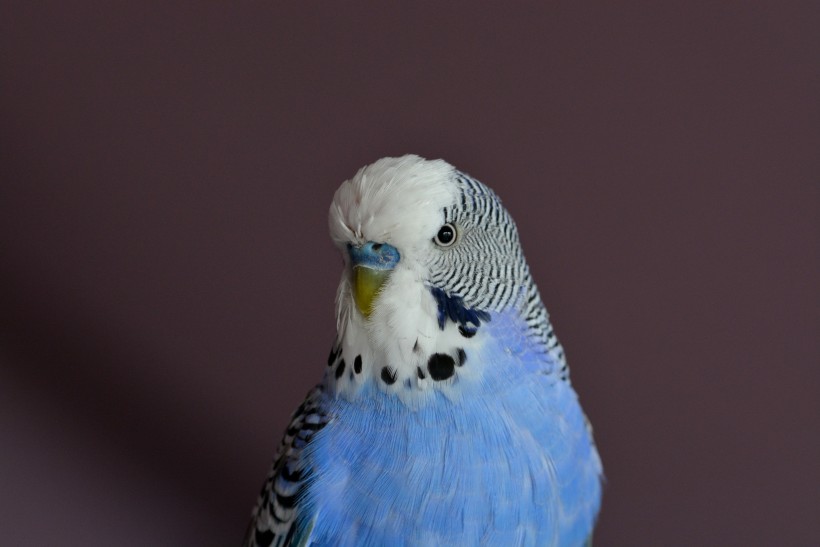 点击大图看下一张：一组蓝灰色的鹦鹉图片