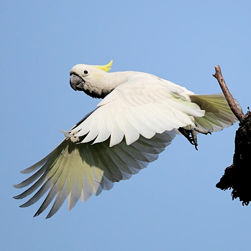 点击大图看下一张：飞翔的小葵花凤头鹦鹉图片
