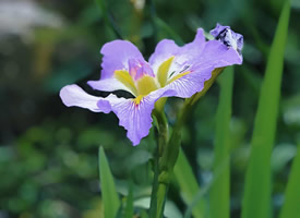 一朵紫色唯美的鸢尾花图片