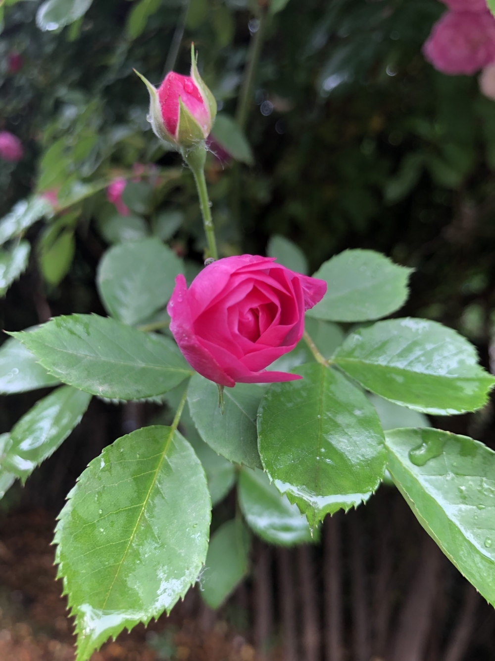 点击大图看下一张：一组雨后的蔷薇花图片大全