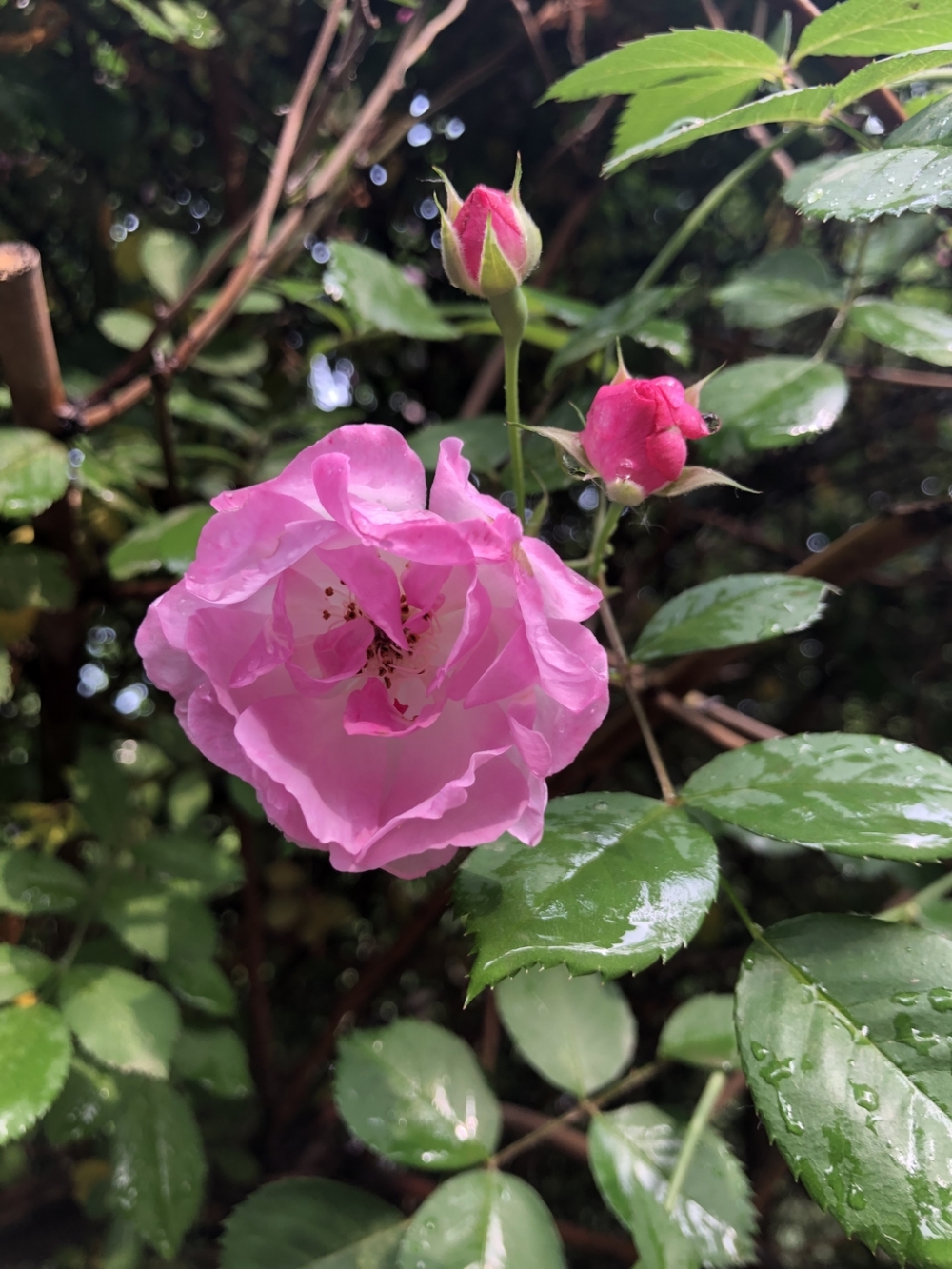 点击大图看下一张：一组雨后的蔷薇花图片大全