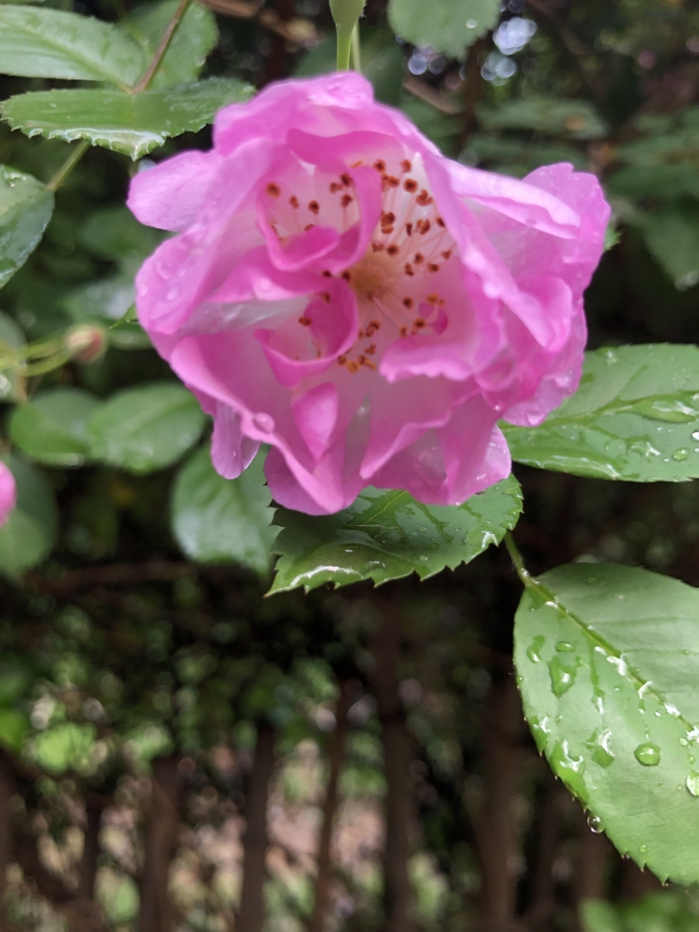 点击大图看下一张：一组雨后的蔷薇花图片大全
