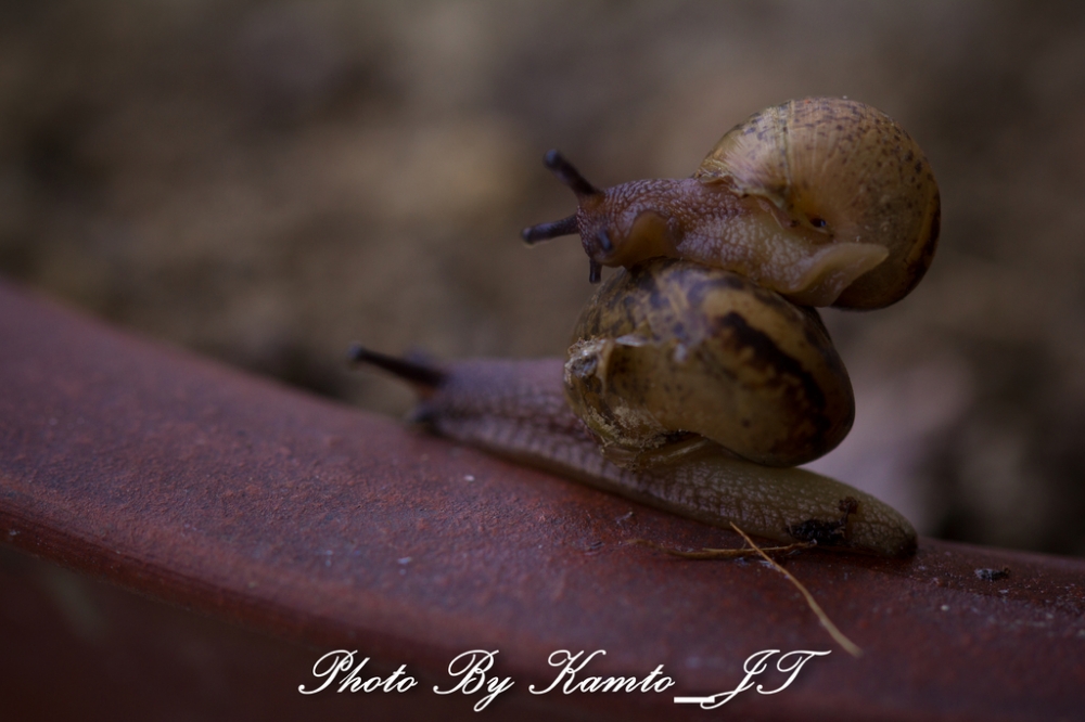 点击大图看下一张：花盆里的蜗牛高清图片欣赏