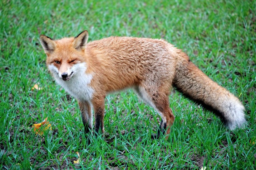 点击大图看下一张：一组阴险狡猾的狐狸图片