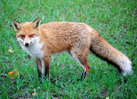 一组阴险狡猾的狐狸图片
