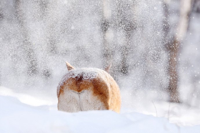 点击大图看下一张：一组雪地里开心的狗狗图片欣赏