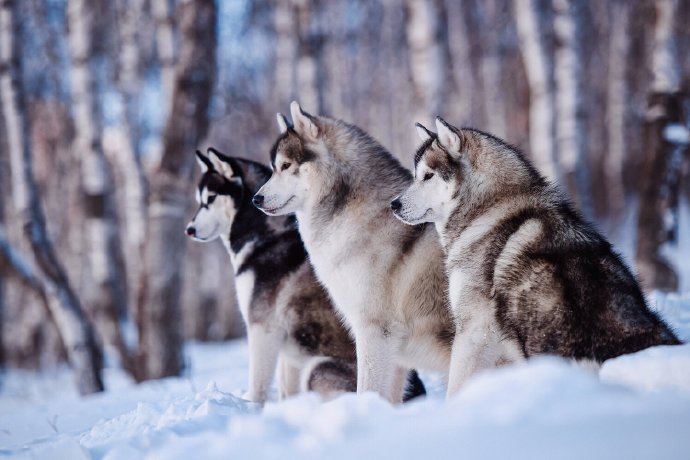 点击大图看下一张：一组雪地里开心的狗狗图片欣赏