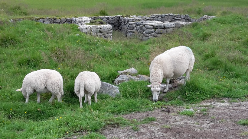 点击大图看下一张：一组憨厚可爱的山羊图片欣赏