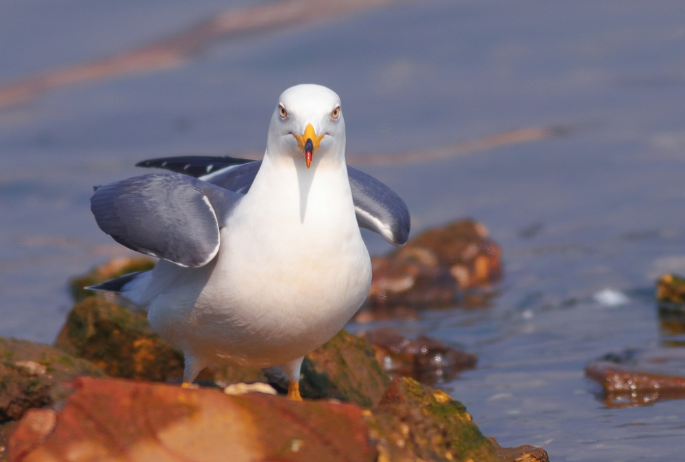 点击大图看下一张：驻足在岩石上的海鸥图片欣赏