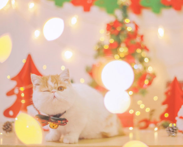 点击大图看下一张：萌萌哒圣诞装饰的小猫咪图片欣赏