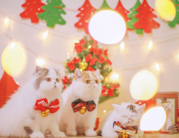 点击大图看下一张：萌萌哒圣诞装饰的小猫咪图片欣赏