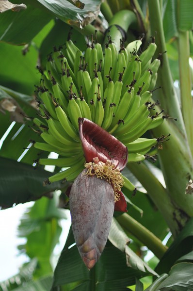 点击大图看下一张：树上还没成熟的香蕉图片欣赏