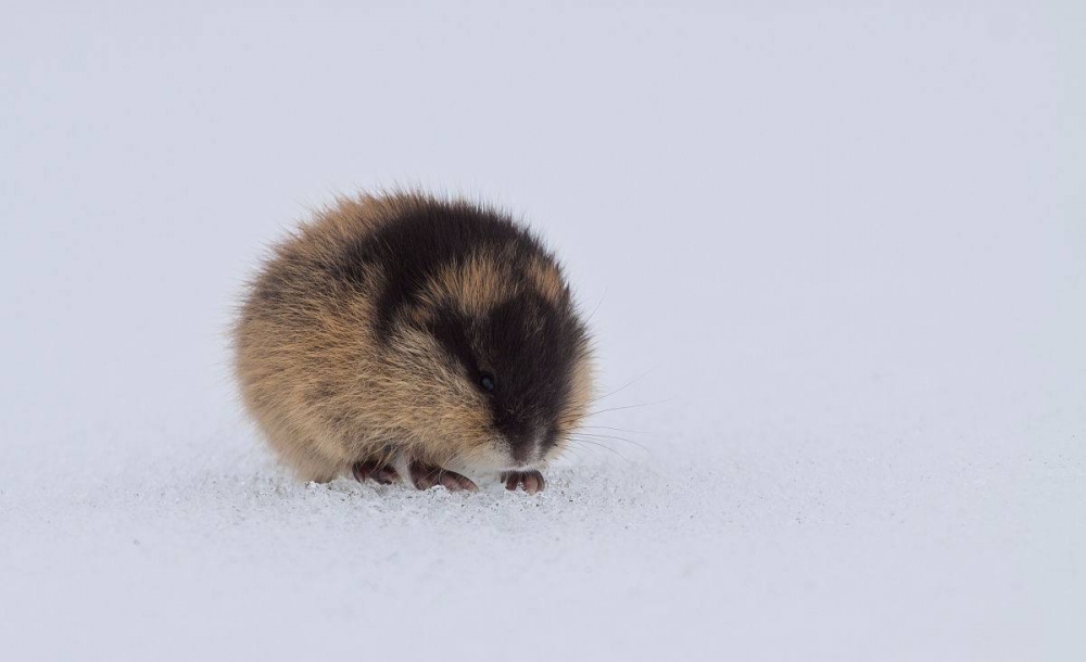 点击大图看下一张：一组在雪地里的旅鼠图片欣赏