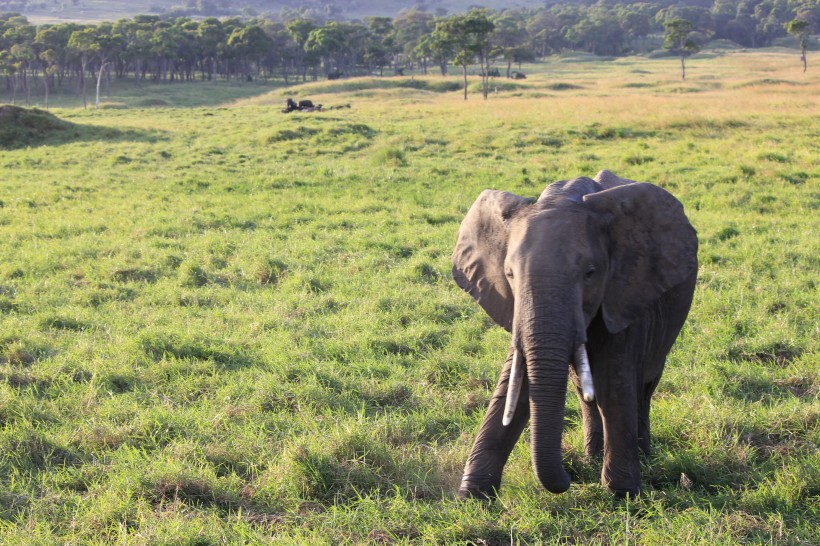点击大图看下一张：陆地上最大的哺乳动物大象图片