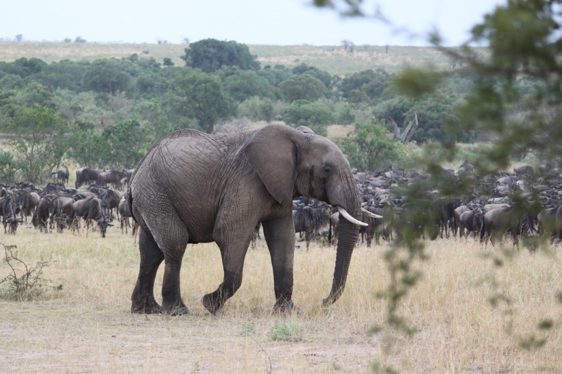 点击大图看下一张：陆地上最大的哺乳动物大象图片