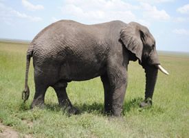 陆地上最大的哺乳动物大象图片