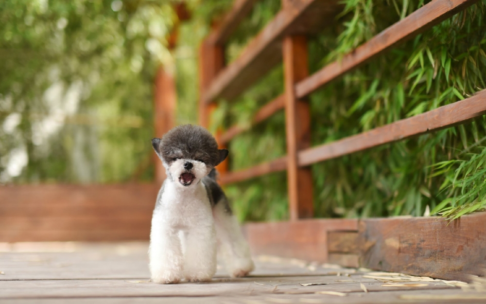 点击大图看下一张：一组超可爱乖巧的小狗狗图片