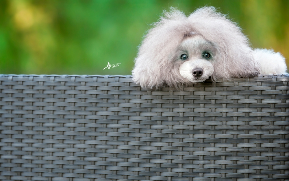 点击大图看下一张：一组可爱萌萌哒的贵宾犬图片