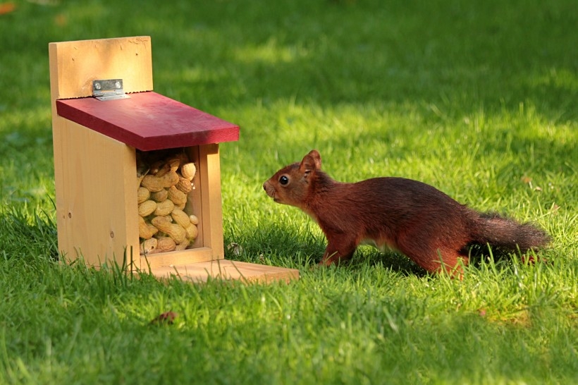 点击大图看下一张：一组草地里红褐色的小松鼠图片