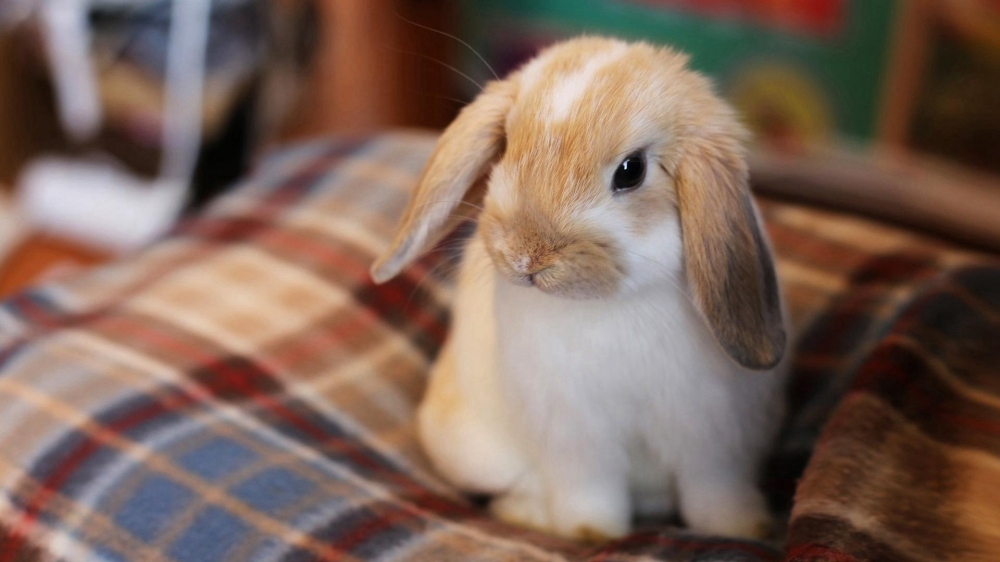 点击大图看下一张：可爱呆萌的兔子高清桌面壁纸