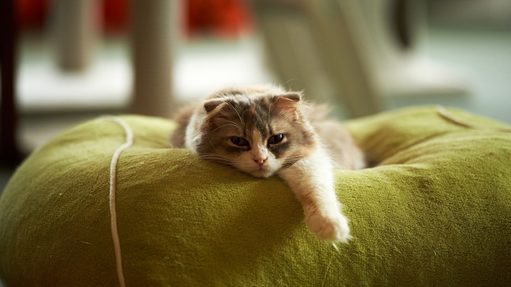 点击大图看下一张：超可爱的小猫咪图片桌面壁纸