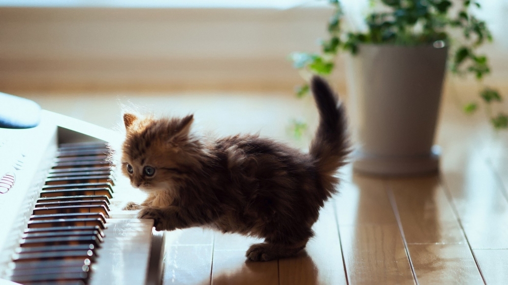 点击大图看下一张：超可爱的小猫咪图片桌面壁纸