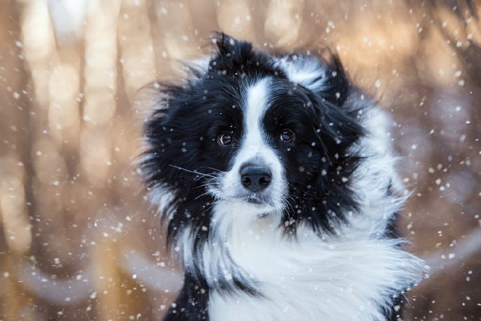 点击大图看下一张：雪景里开心的小狗狗图片欣赏