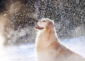 雪景里开心的小狗狗图片欣赏