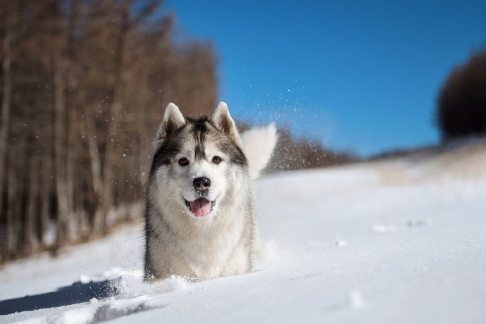 点击大图看下一张：雪景中帅气的哈士奇图片