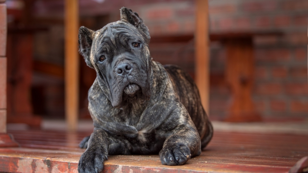 点击大图看下一张：一组憨厚老实的意大利卡斯罗犬图片