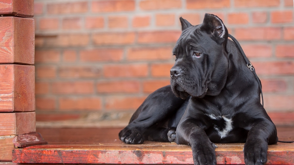 点击大图看下一张：一组憨厚老实的意大利卡斯罗犬图片