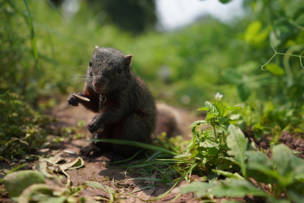 点击大图看下一张：实拍丛林间的小松鼠觅食图片