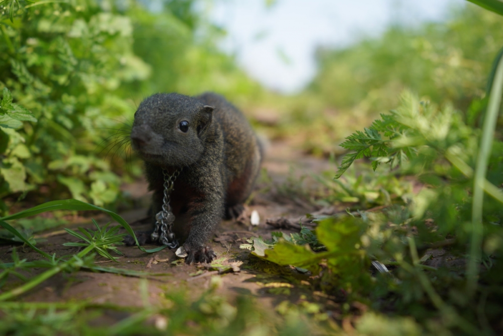 点击大图看下一张：实拍丛林间的小松鼠觅食图片