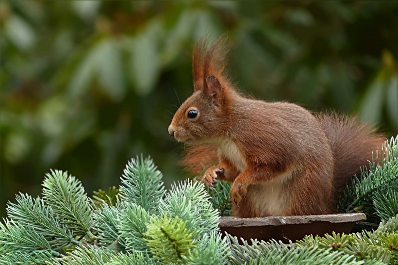 点击大图看下一张：一组可爱活泼的红褐色小松鼠图片