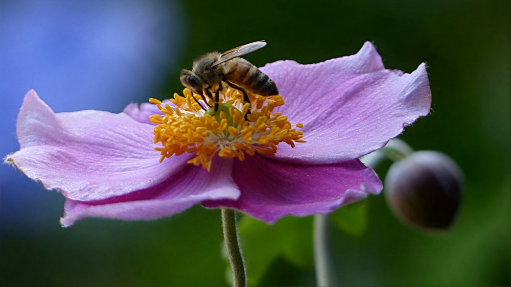 点击大图看下一张：一组采花蜜的小蜜蜂图片壁纸