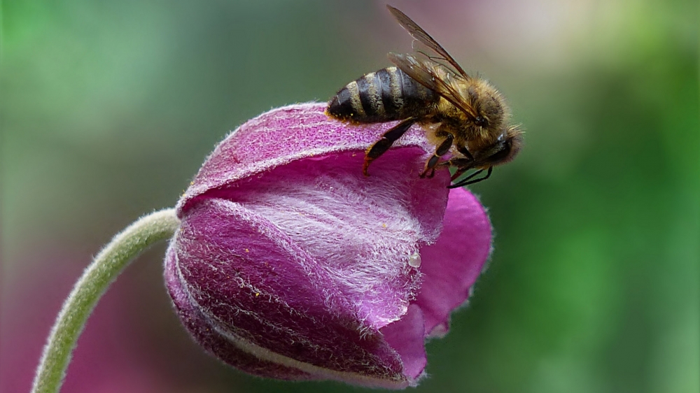 点击大图看下一张：一组采花蜜的小蜜蜂图片壁纸
