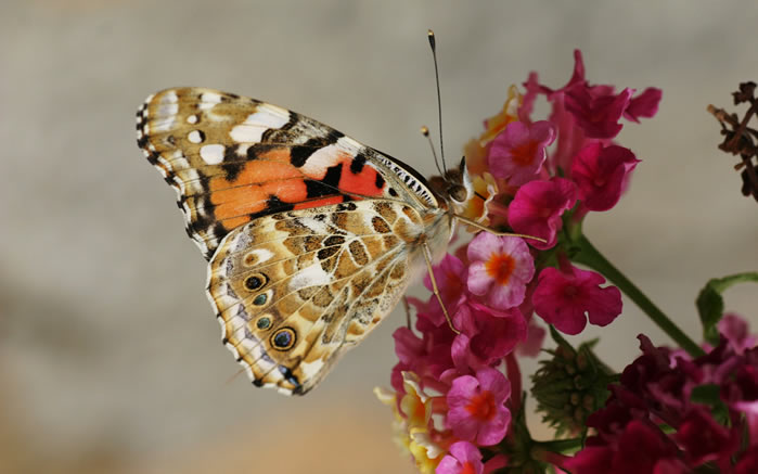 点击大图看下一张：一组美丽的花间蝴蝶图片壁纸