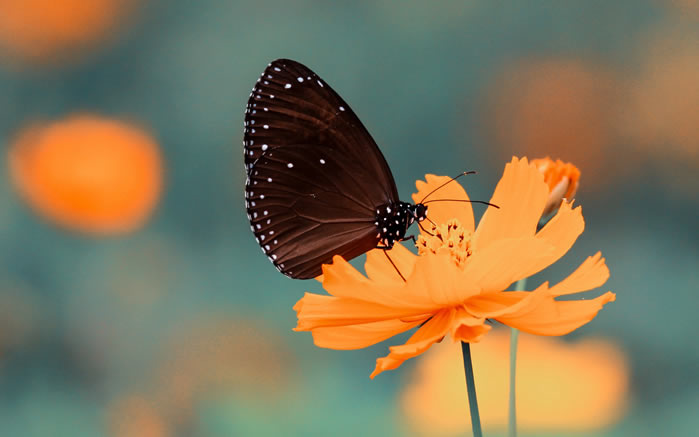 点击大图看下一张：一组美丽的花间蝴蝶图片壁纸